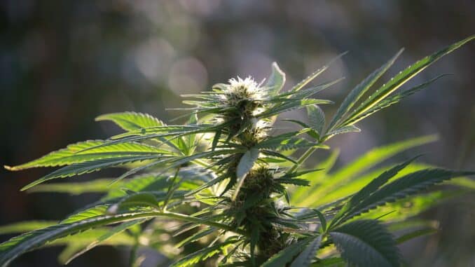 cbd-oil-hemp-2945969_1280 Die Wirkungsweise von CBD-Öl an Studien belegt