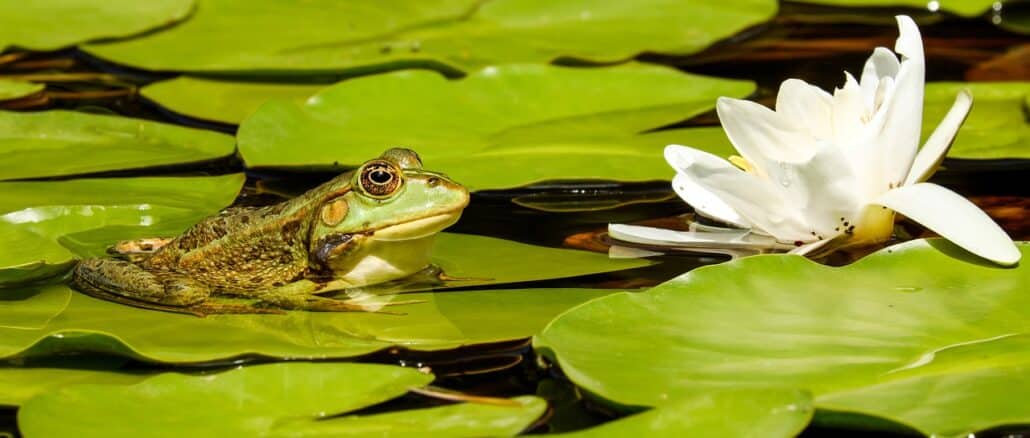 Gartenteich anlegen
