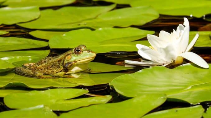 Gartenteich anlegen