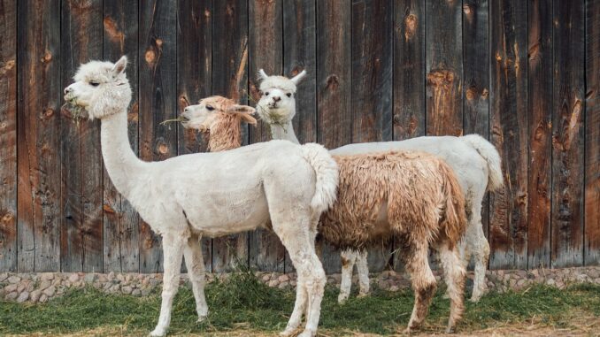 alpaca-g91793987a_1280 Alpaka