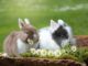 Kaninchenrassen