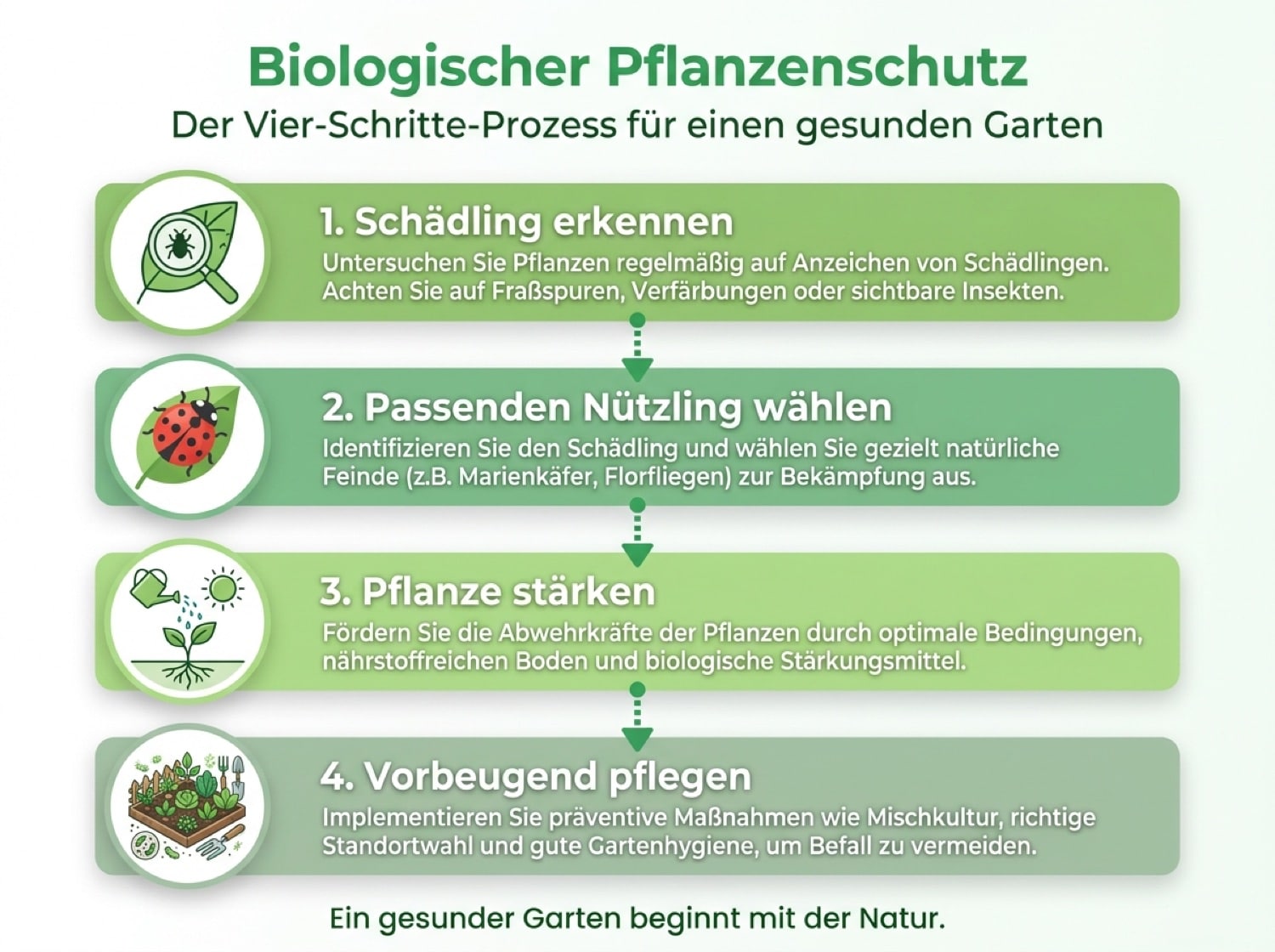 Vier Schritte des biologischen Pflanzenschutzes im Garten